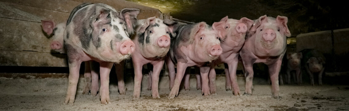 Schweinehaltung - lustige Truppe gefleckter Schweine in einem alten Maststall