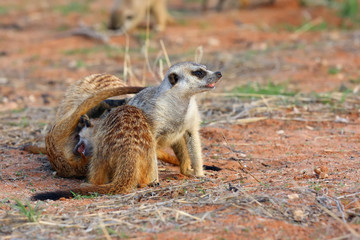 Naklejka na ściany i meble The meerkat or suricate (Suricata suricatta), playing youngsters.