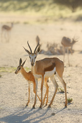 Naklejka premium The springbok (Antidorcas marsupialis) an herd of antelope runs in the desert. A herd of antelope in the midday light desert.