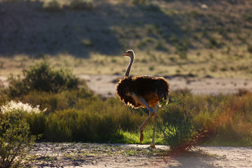 The ostrich or common ostrich (Struthio camelus) in the desert. Ostrich in backlight.