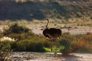 Papier Peint photo Autruche The ostrich or common ostrich (Struthio camelus) in the desert. Ostrich in backlight.