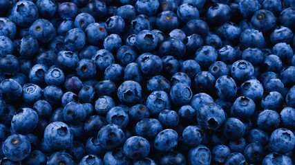 Fresh blueberry background. Texture blueberry berries close up.