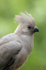 Detail of the head with  crest of grey go-away-bird (Corythaixoides concolor), also known as grey lourie or grey loerie with green background.
