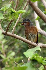 The brown-eared bulbul (Hypsipetes amaurotis) sitting on the branch. Bulbul insite the green bush.