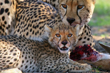 The cheetah (Acinonyx jubatus) walking acros the road.Female cheetah crosses the sandy road in the...