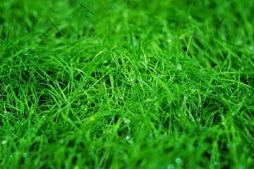 Dew on green grass close-up macro