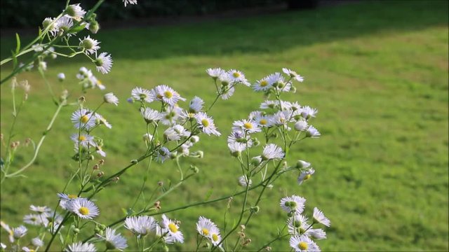 Feinstrahl, Einj&auml;hriges Berufkraut (Erigeron  annuus)