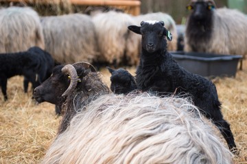 Lüneburger Heidschnucke/ Graue Gehörnte Heidschnucken (Ovis gmelini aries), Lamm steht auf Muttertier, Schnuckenstall Amelinghausen, Naturpark Lüneburger Heide, Niedersachsen, Deutschland, Europa 