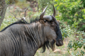 Gnu (Connochaetes), Südafrika, Afrika