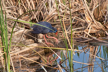 Western swamphen in Ria Formosa, Algarve