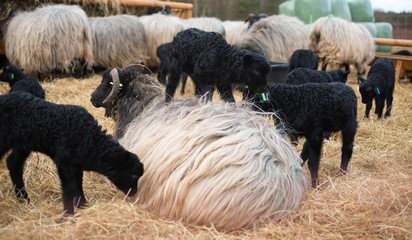 Lüneburger Heidschnucke/ Graue Gehörnte Heidschnucken (Ovis gmelini aries), Lamm steht auf Muttertier, Schnuckenstall Amelinghausen, Naturpark Lüneburger Heide, Niedersachsen, Deutschland, Europa