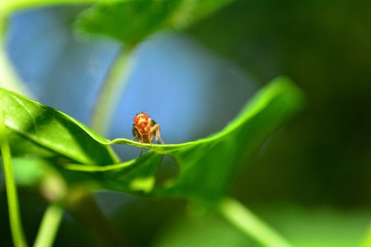   Orangene  Fruchtfliege von vorne auf einem Blatt  in der Natur    (  Drosophila Melanogaster  )