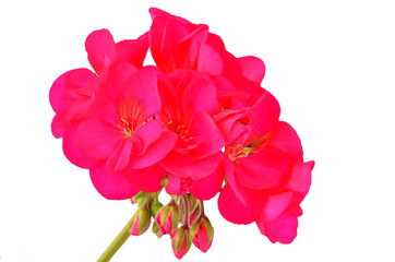 Balmy Geranium flower