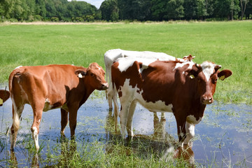 Naklejka na ściany i meble Frühjahrsnässe - rotbunte Rinder stehen in einer überfluteten Senke einer Wiese