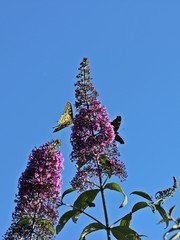 Schwalbenschwanz (Papilio machaon) und Tagpfauenauge (Aglais io) im Garten an Sommerflieder...