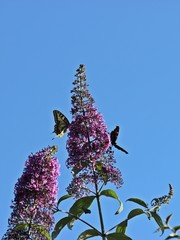 Schwalbenschwanz (Papilio machaon) und Tagpfauenauge (Aglais io) im Garten an Sommerflieder...