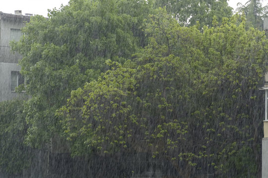 Heavy rain ,vertical drops against trees in the background.