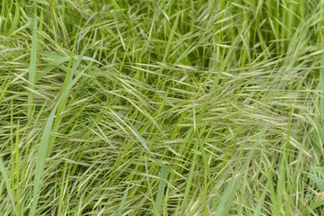 Wild grass with seeds in the wind against blurry background.