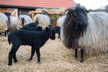 Lüneburger Heidschnucke/ Graue Gehörnte Heidschnucken (Ovis gmelini aries), Lamm und Muttertier,...