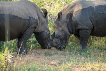 Obraz premium Breitmaulnashorn (Ceratotherium simum), Südafrika, Afrika