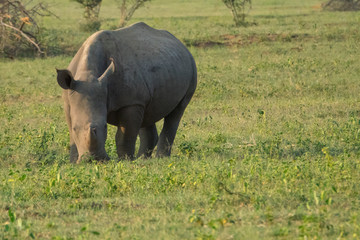 Obraz premium Breitmaulnashorn (Ceratotherium simum), Südafrika, Afrika