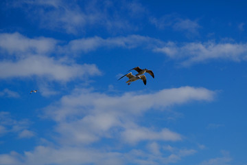 Two seagulls flying over a  blue sky.