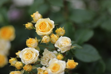 Roses in all their manifestation, red, white, yellow, orange against the background of green foliage.