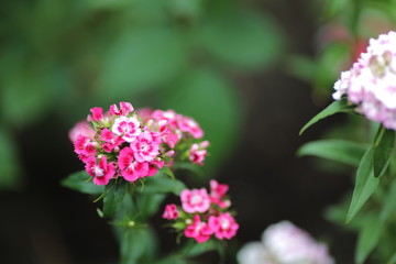 Bright flowers of a carnation