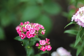 Bright flowers of a carnation