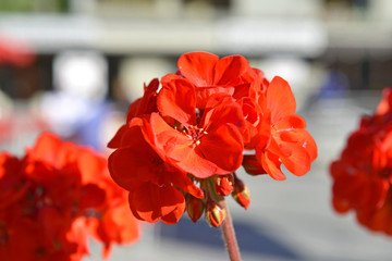 Fototapeta na wymiar Dettaglio di un fiore.