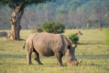 Fototapeta premium Breitmaulnashorn (Ceratotherium simum), Südafrika, Afrika