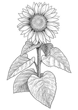 Sunflower illustration, drawing, engraving, ink, line art, vector