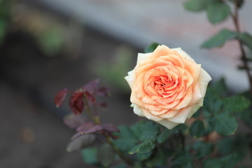 A gentle, pink rose.
