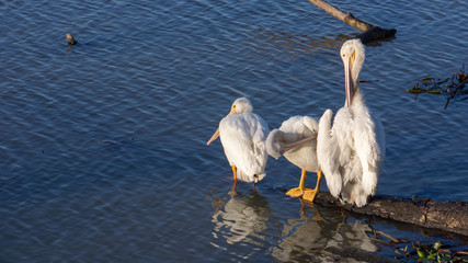 White Pelicans on University Lake - Baton Rouge