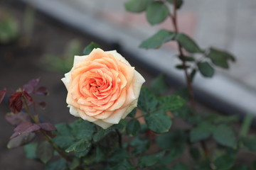 A gentle, pink rose.