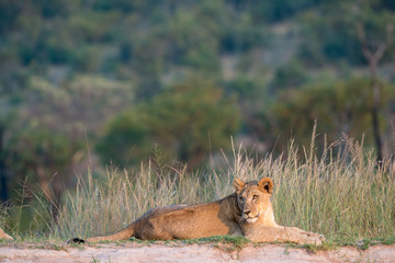 Obraz na płótnie Canvas Löwe (Panthera leo), Südafrika, Afrika