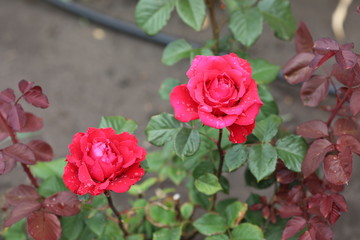Bright, red rose