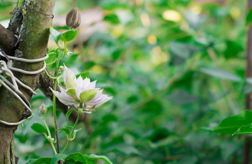 Flower is blooming in the garden