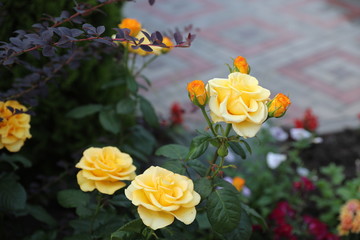 Roses in all their manifestation, red, white, yellow, orange against the background of green foliage.