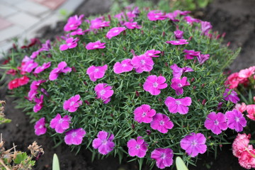 Bright flowers of a carnation