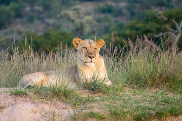 Löwe (Panthera leo), Südafrika, Afrika