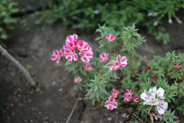 Bright flowers of a carnation