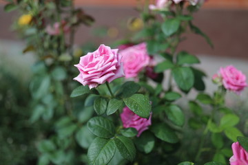 Roses in all their manifestation, red, white, yellow, orange against the background of green foliage.