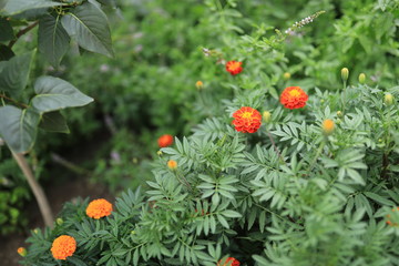Amazing flowers in the Alpine garden - red and violet petunias, yellow and oranzheny barkhatets, a viol and a wild strawberry.