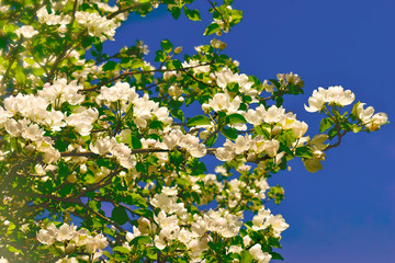 Branch blossom apple background over blue sky 