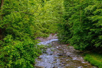 Stream in Woods with trees and logs and rocks