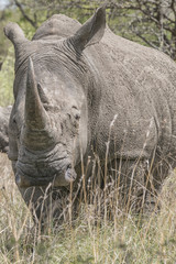 Obraz premium white rhino