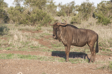 blue wildebeest