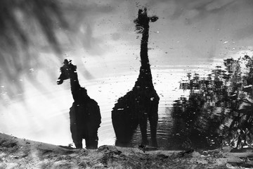 water reflection of two giraffes at a waterhole in monochrome, Kruger National Park,  South Africa