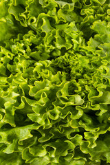 Lettuce Salad. Food background. Organic food. View from above. Macro. Copy space. Vertical shot.